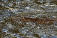 Ptakopysk podivny - Ornithorhynchus anatinus - Platypus 9327